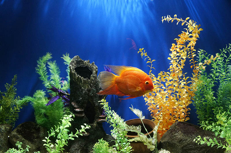 Gold Fish in a Fish Tank