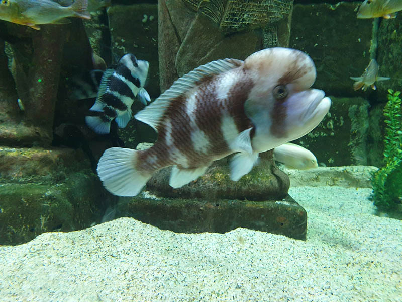 Grey Fish in Aquarium